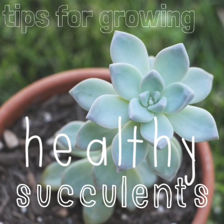 Tips for growing healthy succulents, how to grow succulents, and how to propagate succulents from cuttings and leaves via Needles + Leaves.